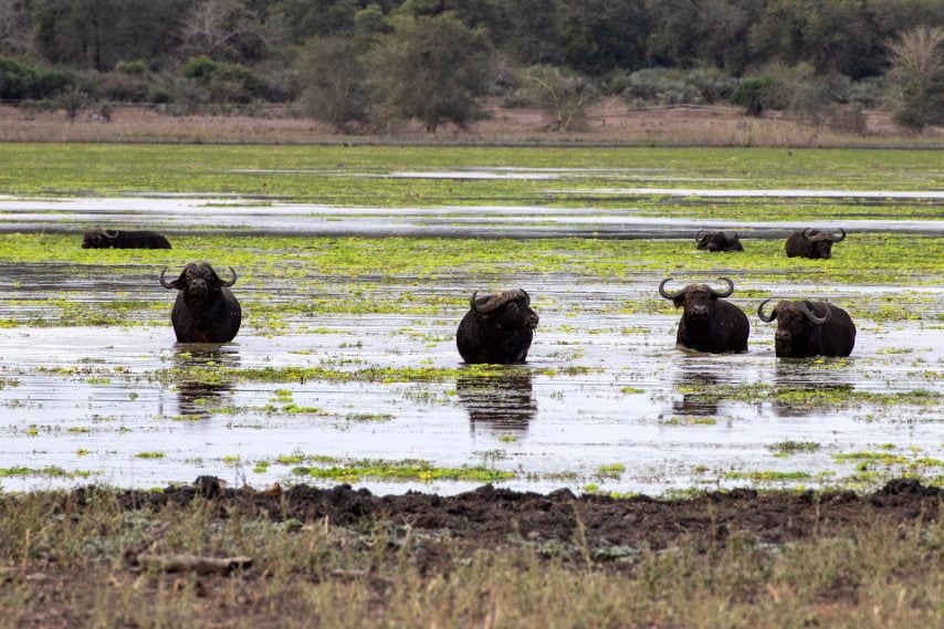 Credit: Daniela Rubino