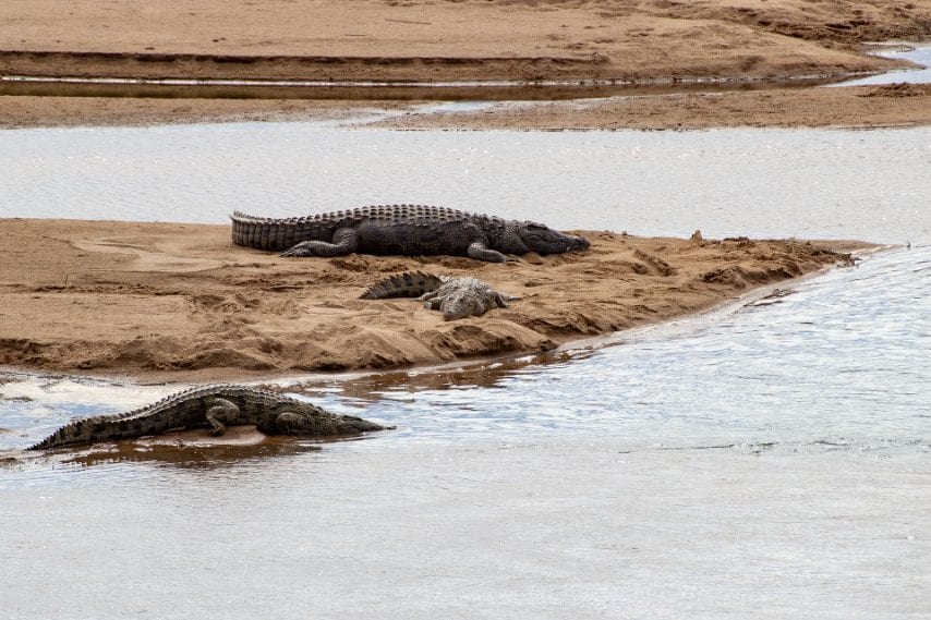 Credit: Daniela Rubino