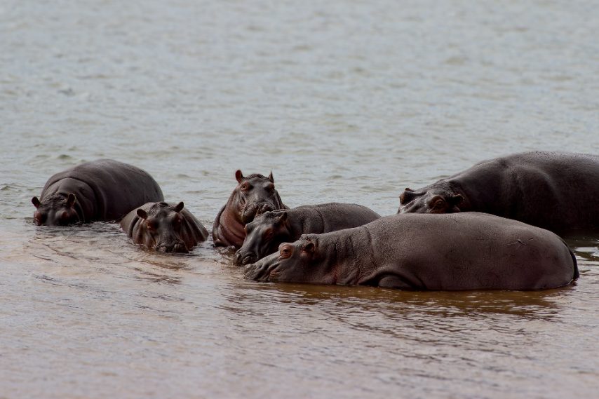 Credit: Daniela Rubino