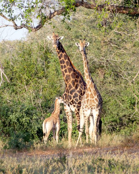 Credit: Daniela Rubino