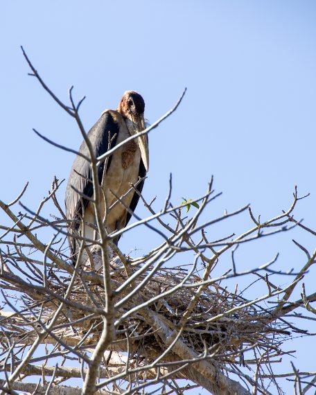 Credit: Daniela Rubino