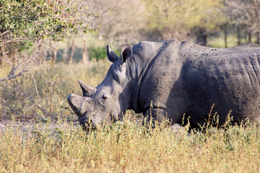 Credit: Daniela Rubino