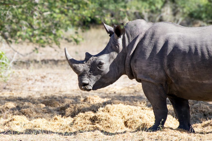 Credit: Daniela Rubino