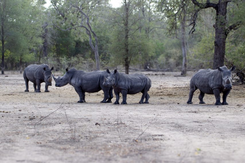 Credit: Daniela Rubino