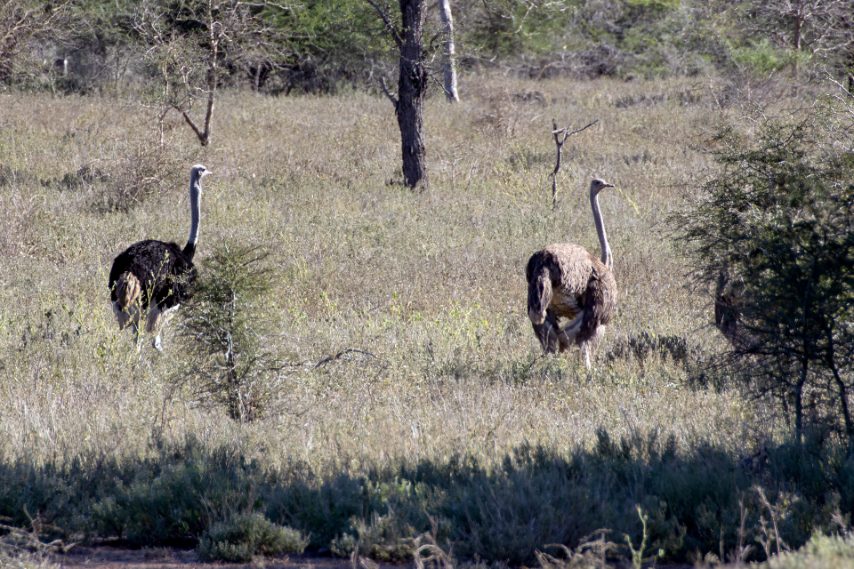 Credit: Daniela Rubino