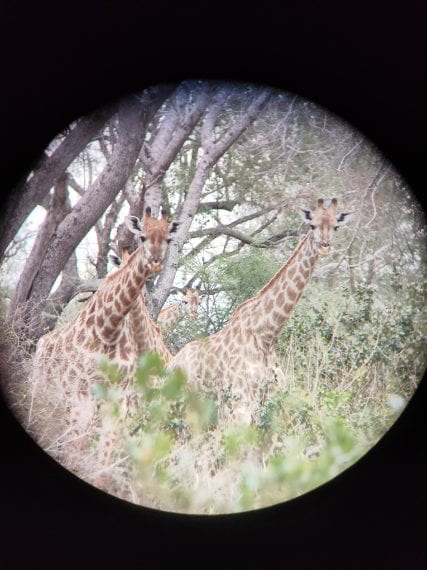 Credit: Chiara Grasso