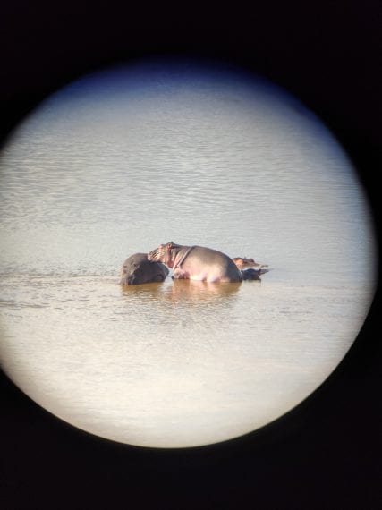 Credit: Chiara Grasso