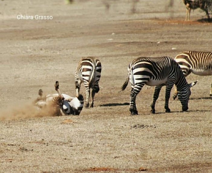 Credit: Chiara Grasso