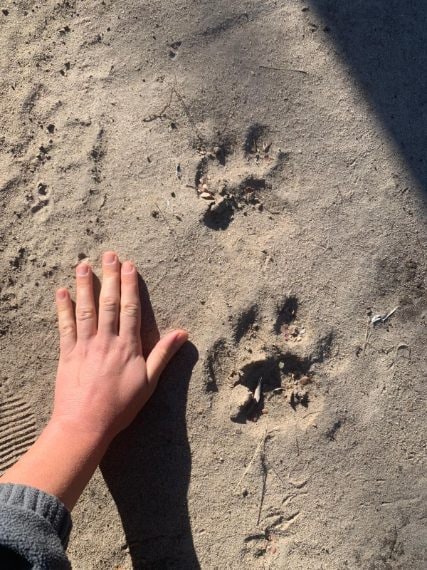 Credit: Chiara Grasso