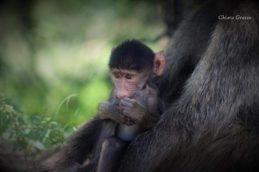 Credit: Chiara Grasso