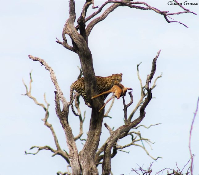 Credit: Chiara Grasso