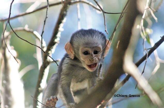 Credit: Chiara Grasso