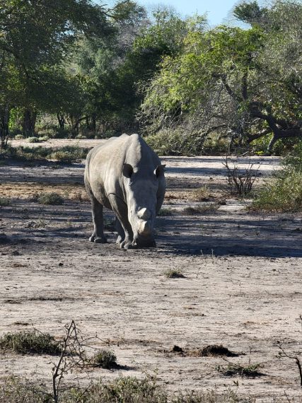 Credit: Daniela Rubino