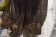 Le scarpe animalier