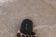 Le scarpe animalier