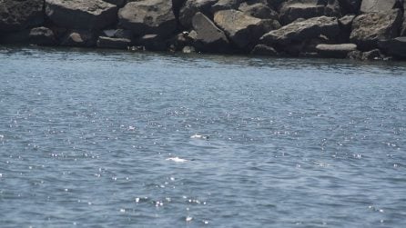 Moria di pesci sulla spiaggia di San Giovanni a Teduccio: la segnalazione alla Capitaneria di Porto