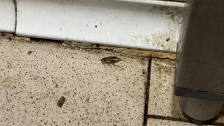 Blatte in cucina e odori nauseanti: sospese le attività di due ristoranti sul Lungomare di Napoli