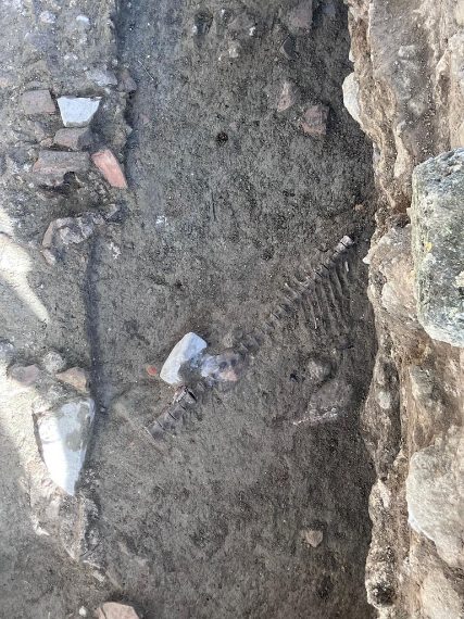 Parco archeologico di Sibari – Domus (?) sotto al Teatro: ambiente con resti animali