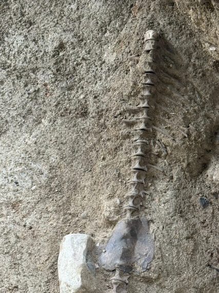 Parco archeologico di Sibari – Domus (?) sotto al Teatro: ambiente con resti animali