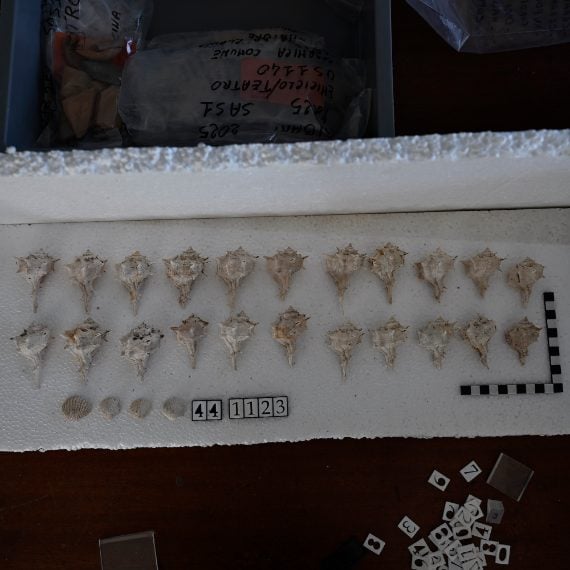 Parco archeologico di Sibari – Domus (?) sotto al Teatro: molluschi