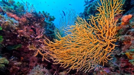 Le immagini della "barriera corallina" di Napoli: stelle marine, madrepore e ricci