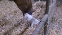 Il cavallo che coccola un gattino