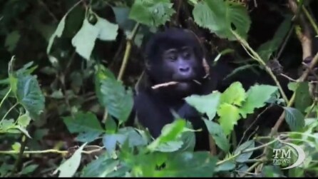 Uganda, i gorilla giganti sono una risorsa per l'economia