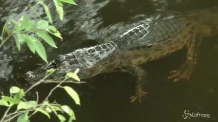 Coccodrillo in salsa di limone, il menù dei Mondiali per palati avventurosi