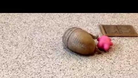 Armadillo rotola sul pavimento con il suo pupazzetto rosa