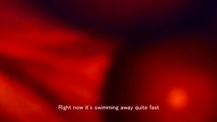 Un octopus attacca e ruba una videocamera