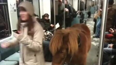 Anche i pony viaggiano in metropolitana