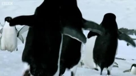 Avvistati pinguini volanti!