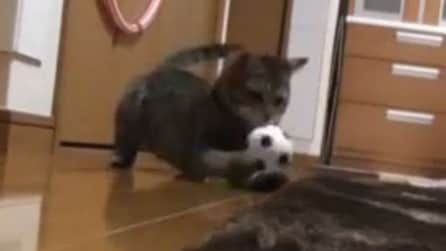 Nyasuke, il gatto portiere più forte di Buffon