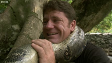 Strangolato da un boa, la dimostrazione estrema