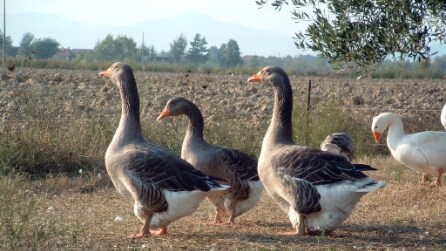 Il primo esercito di oche che marcia insieme alla banda