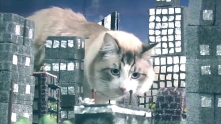 Il gatto "Godzilla" terrorizza la città in miniatura