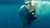 Nell'oceano a cavallo di una mola