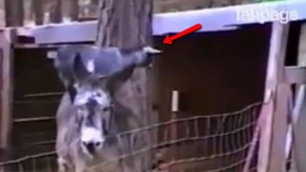 La furbizia della capretta che salta sulla schiena dell'asino per scappare