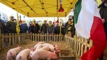 Maiali a Montecitorio: la protesta degli allevatori