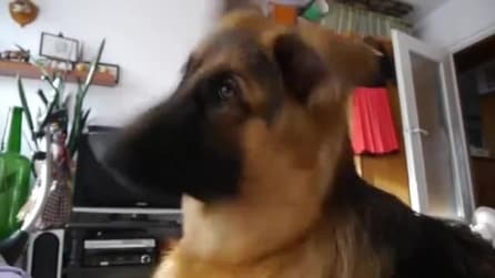 Il pastore tedesco è incuriosito da qualcosa