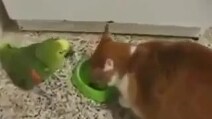 Il gatto mangia e il pappagallo lo infastidice: ecco come finisce