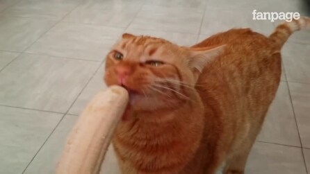 Gato experimenta banana, veja sua reação