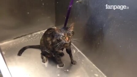 A dona está dando banho em seu gatinho e ele começa a falar de repente