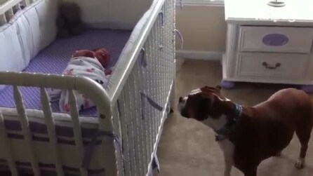 A bebê chora no berço, veja a reação do cachorro