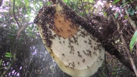 Trovano un alveare gigantesco nella foresta: poi iniziano una pratica antichissima