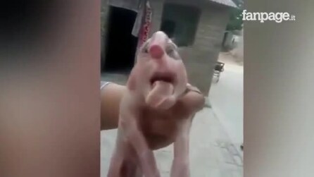 Porco deformado nasce com uma anomalia muito estranha em sua cabeça: confira