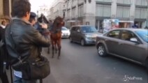 Cavallo delle botticelle romane stramazza: lite tra passanti e vetturino