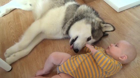 Giaccone con interno Husky impermeabile con membrana e cuciture termo
