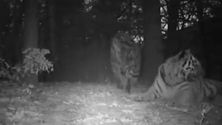 Cina, l'inedito filmato di una famiglia di tigri siberiane