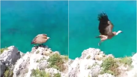 Avvistato Grifone in Salento: un evento eccezionale